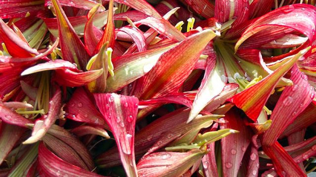 Amaryllis competition